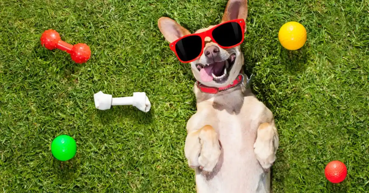 تاثیرات مثبت حیوانات خانگی و راز افزایش خوشحالی روزمره